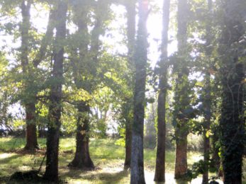 foret-la-force